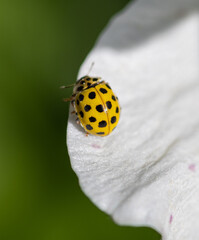 A close-up shot of a bright yellow 22-spot ladybug perched on the edge of a delicate white flower petal. © Ilga