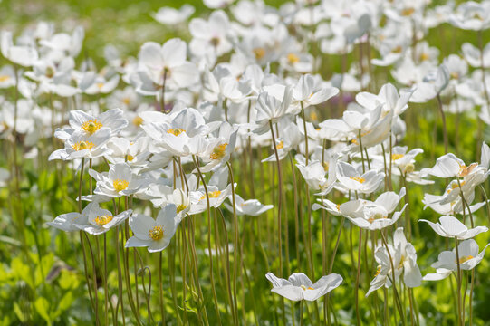 A dense field of blooming white snowdrop anemone flowers on tall green stems in a sunny spring meadow.