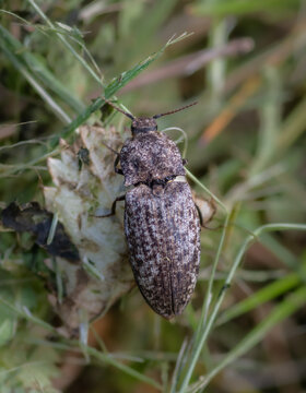 A macro close-up view of a mottled click beetle resting on green grass blades in a natural outdoor habitat.