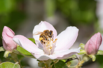 Close-up of a honey bee with full pollen baskets actively pollinating a delicate pink quince blossom in spring. © Ilga