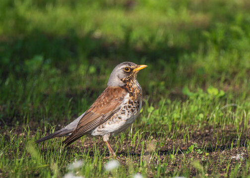 A fieldfare bird standing on the ground among short green grass on a sunny day.