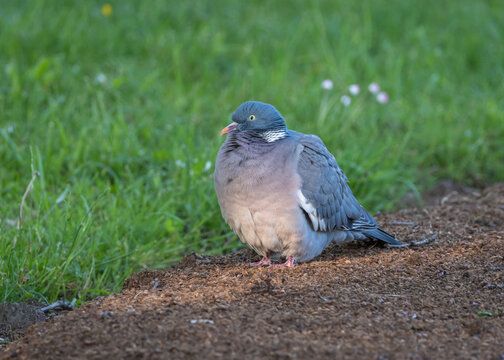 A common wood pigeon stands on freshly tilled soil beside a grassy lawn blooming with small wildflowers.
