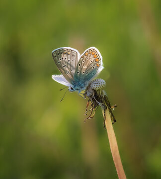 A common blue butterfly rests on a dry dandelion seed head in a vibrant green meadow during a sunny day.
