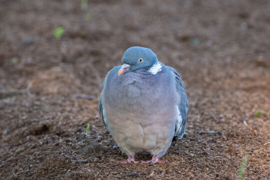 Common wood pigeon sitting on the brown ground in a park.