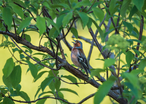 A male common chaffinch perches on a leafy tree branch and sings with its beak open against a bright yellow background.