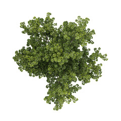 Isolated Platanus plant on canvas from the top view © Fouzia