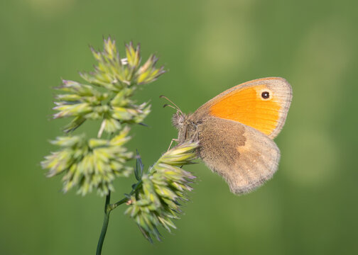 A small heath butterfly perches on a wild grass stem against a soft green background.
