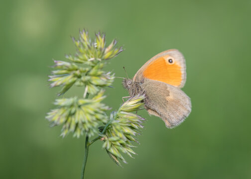 A small heath butterfly perches on a wild grass stem against a soft green background.
