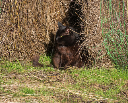 A fluffy black cat sitting inside a cozy hollow opening of a large hay bale on a farm field.