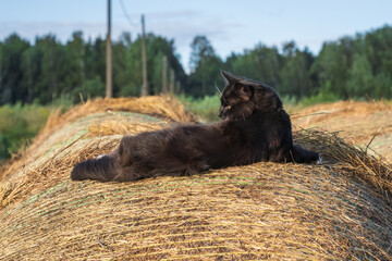 A fluffy black cat lies resting on top of a round hay bale in a rural field during summer. © Ilga