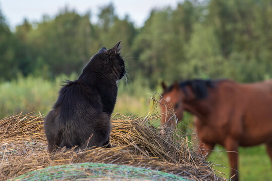 A black cat sits on a hay bale watching a brown horse standing in a pasture.