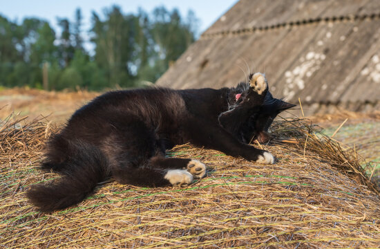 A black cat with white paws yawns while lying lazily on top of a straw hay bale on a farm during a sunny day.