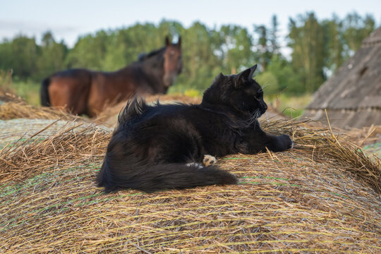 A fluffy black cat rests on a large hay bale with a brown horse standing in the background on a rural farm during a sunny day.