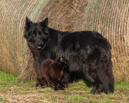 A black shepherd dog standing next to a black kitten near a large hay bale on a farm field.
