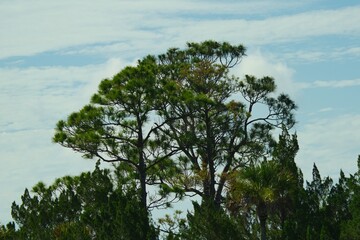 Fototapeta premium trees in the forest