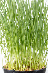 Naklejka premium Fresh wheatgrass or cat grass with water droplets on leaves in a black pot on white background.