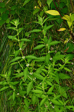 Ufer-Wolfstrapp, Lycopus europaeus  Gemeiner Wolfstrapp , Bl&uuml;te