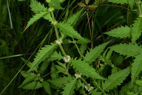 Ufer-Wolfstrapp, Lycopus europaeus  Gemeiner Wolfstrapp , Bl&uuml;te