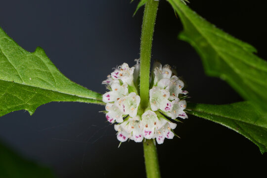 Ufer-Wolfstrapp, Lycopus europaeus  Gemeiner Wolfstrapp , Bl&uuml;te