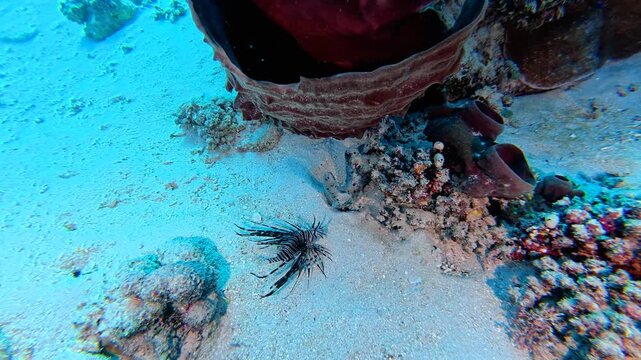 Predator fish (lionfish) hiding on the coral reef. Scuba reef exploration, aquatic wildlife. Fish and corals, underwater video from scuba diving. Murky tropical ocean and wild marine life.