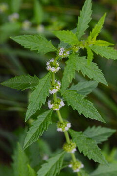 Ufer-Wolfstrapp, Lycopus europaeus  Gemeiner Wolfstrapp , Bl&uuml;te