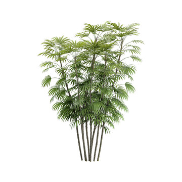 Rhapis Tree on transparent canvas
