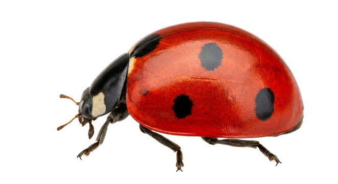 Detailed macro shot of a vibrant red ladybug with black spots on a clean white background