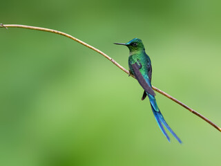 Fototapeta premium Male Violet-tailed Sylph Hummingbird Perched on Twig in Cloud Forest