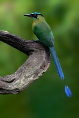 Fototapeta premium Andean Motmot Perched on Curved Branch in Tropical Cloud Forest