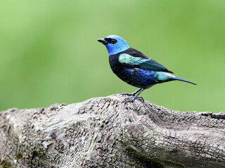 Obraz premium Blue-necked Tanager Perched on Log with Green Background