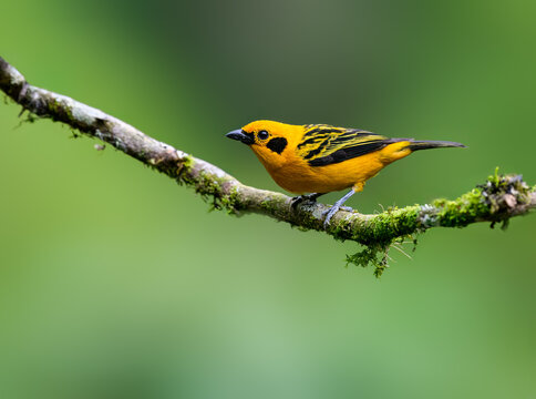 Golden Tanager Perched on Mossy Branch in Tropical Cloud Forest