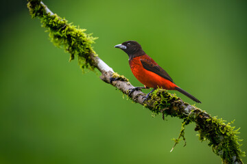 Fototapeta premium Male Crimson-backed Tanager Perched on Mossy Branch in Rainforest
