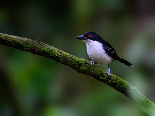 Obraz premium Male Great Antshrike Perched On Mossy Branch