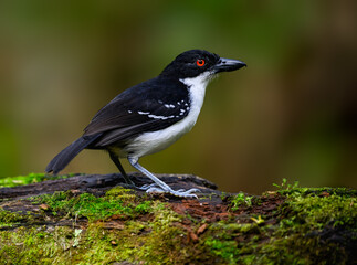 Obraz premium Male Great Antshrike Perched on Mossy Log in Tropical Rainforest