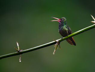 Fototapeta premium Rufous-tailed Hummingbird Perched on Thorny Branch with Open Beak