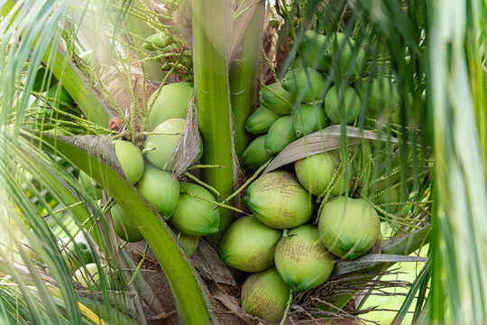Aromatic green coconut cluster growing on palm tree in organic tropical plantation.