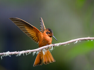 Obraz premium Shining Sunbeam Hummingbird Perched on Mossy Branch With Wings Spread