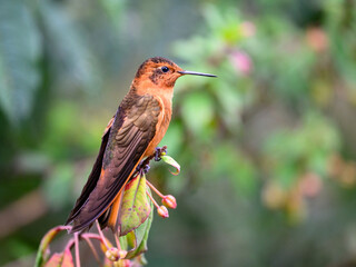 Obraz premium Shining Sunbeam Hummingbird Perched on Tropical Flower Branch