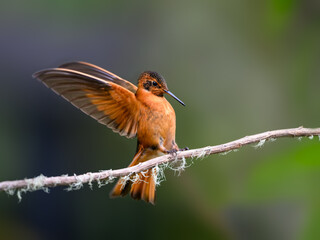 Obraz premium Shining Sunbeam Hummingbird Perched on Mossy Branch With Wings Spread