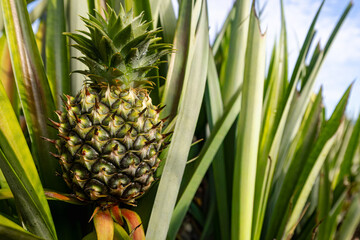 Fototapeta premium Young Pineapple Growing in a Tropical Plantation,A close-up shot of a small, young pineapple fruit growing amidst its spiky green leaves in a sunny outdoor plantation field.