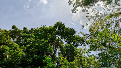 Fototapeta premium Beautiful look up view of lush green forest trees and tropical foliage reaching towards a bright cloudy blue sky, representing nature, ecology, environment, and outdoor serenity.