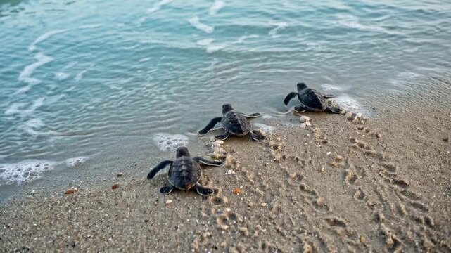 turtle babys walking to enter in the beach top view video
