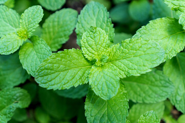 Fresh mint leaf close up, green herb plant in garden with textured foliage © Achira22