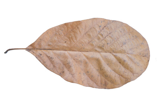 Dry brown leaf isolated white background autumn texture, single fallen foliage with visible vein and natural decay detail