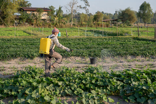 Farm worker spraying crop in field with backpack sprayer