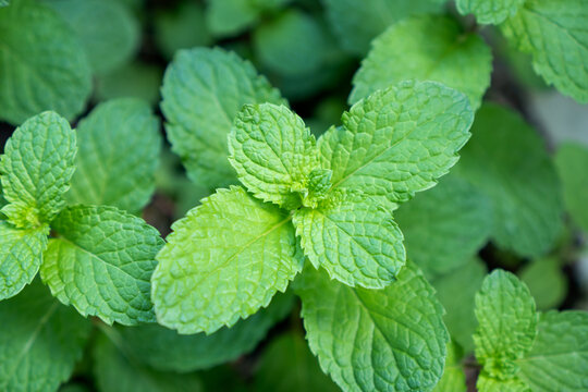 Mint leaves green herb fresh plant close up aromatic foliage garden plant natural texture herbal background