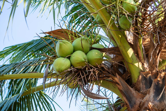 Green coconut palm tree tropical fruit cluster sky nature outdoor summer ripe fresh palm leaf trunk island beach farm