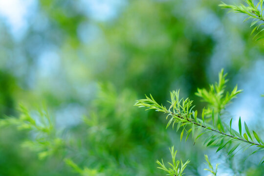 Green leaf branch soft blur background nature fresh spring plant