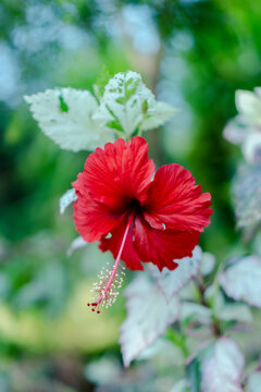 Red hibiscus flower in green garden with soft blur background and fresh tropical bloom