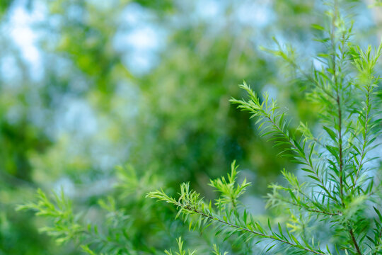 Green plant foliage, soft focus nature background